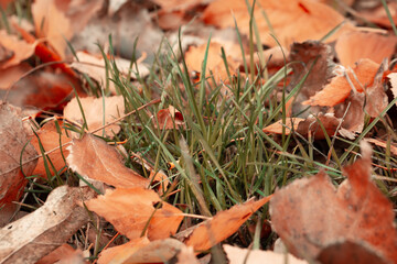 Autumn light background of leaves