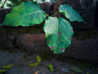 Plant sprouting out in the spring