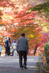 Obraz premium 紅葉シーズンの公園で鑑賞している人々の姿