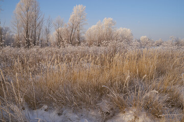 Breath of winter, first ice on the lake, dawn on a frosty morning with frost on the grass, close-up of frost, patterns on the first ice.