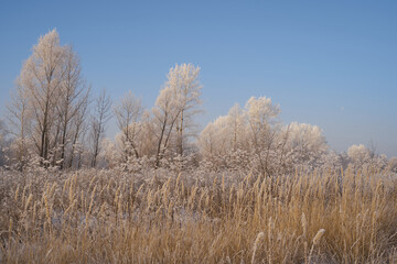 Breath of winter, first ice on the lake, dawn on a frosty morning with frost on the grass, close-up of frost, patterns on the first ice.