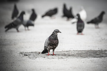 pigeons on the street