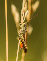 bow-winged grasshopper (Chorthippus biguttulus) on dry grass