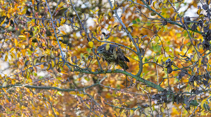 Bussarde (Buteo) auf einem Ast