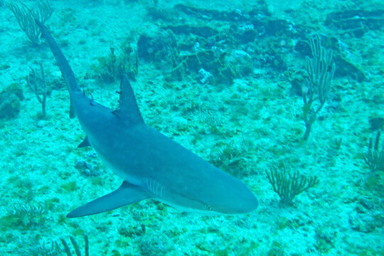 Caribbean reef shark swimming over the reef