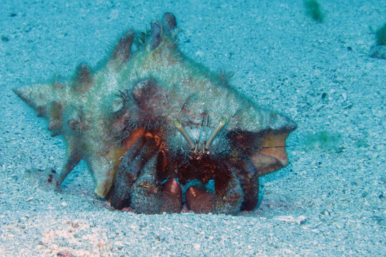 Hermit crab in a conch shell
