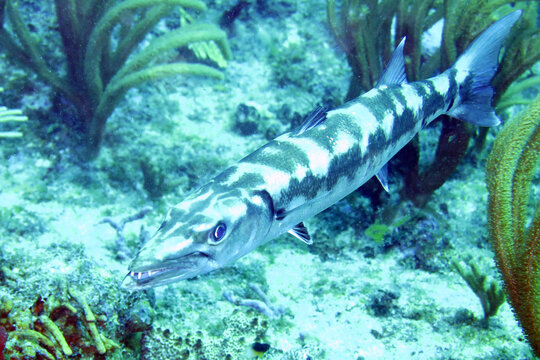 Barracuda patrolling reef