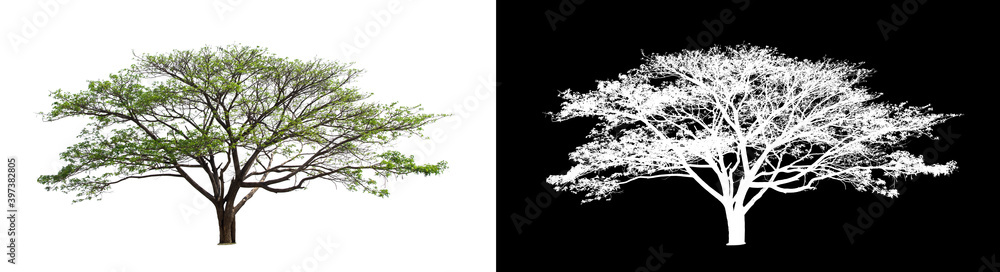 Aufkleber isolated big tree on white background with clipping path and alpha channel 