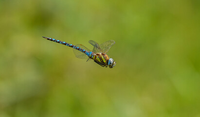 dragonfly migrant hawker (Aeshna mixta) in flight