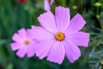 Obraz premium One delicate vivid pink flower of Cosmos plant in a British cottage style garden in a sunny summer day, beautiful outdoor floral background photographed with soft focus.
