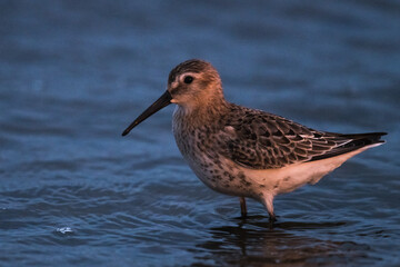 Dunlin, Calidris alpina, in a simple dress on the beach of the Baltic Sea on Oland Sweden