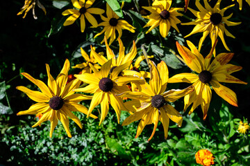 Group of bright yellow flowers of Rudbeckia, commonly known as coneflowers or black eyed susans, in a sunny summer garden, beautiful outdoor floral background photographed with soft focus.