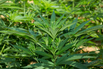 Planta de cannabis brote, fondo verde de hojas 