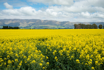 Field of bright yellow canola flowers and rolling mountain ranges in the background under a cloudy sky