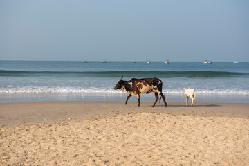 Goa, India- 11 November 2020,  Cow with baby cow calf walking on the Baga beach in Goa India 