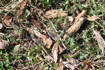 赤トンボ・地面にとまる・アップ