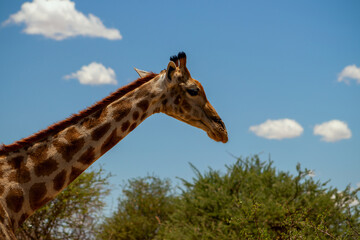 Wild african life. A large common South African giraffe on the summer blue sky.