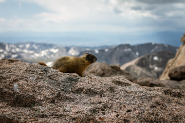 Whiz stands on top of Longs peak in rocky mountain national park in america