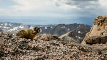 Whiz stands on top of Longs peak in rocky mountain national park in america