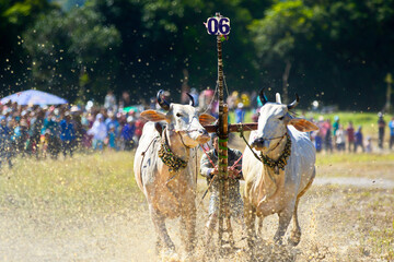 AN GIANG, VIETNAM - NOVEMBER 28, 2020: Racing oxen speeding toward destination at an ox racing festival.