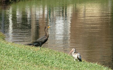 Waterbirds near the river in Florida wild, closeup 