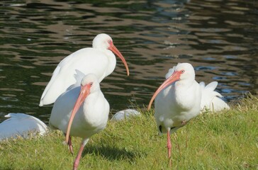 White ibises at the pond in Florida nature, closeup