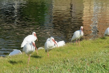 White ibises at the pond in Florida nature, closeup