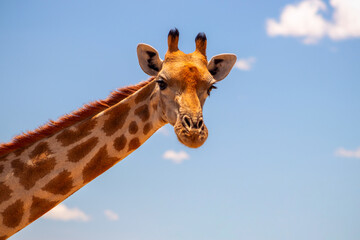 Obraz premium Wild african life. A large common South African giraffe on the summer blue sky.