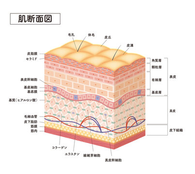 Cross section of the skin 7