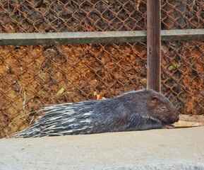 wild porcupine in the wild