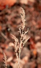 A lone plant on a blurry background. Light autumn background of coffee tinting