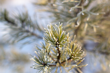 Naklejka na ściany i meble A twig of a Christmas tree with needles in hoarfrost on a frosty day