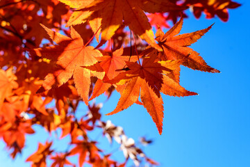 Vivid red and orange leaves of Acer platanoides or Norway maple tree, towards clear blue sky in a garden during a sunny autumn day, beautiful outdoor background photographed with soft focus.