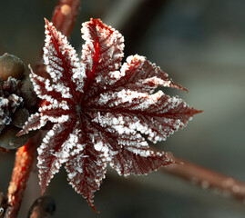 The natural background. Plants covered with frost. First frosts in the Park