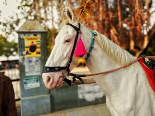 horse and rider