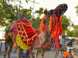 camel of india