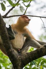 Family of wild Proboscis monkey or Nasalis larvatus, in the rainforest of island Borneo, Malaysia, close up