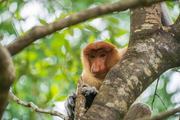 Family of wild Proboscis monkey or Nasalis larvatus, in the rainforest of island Borneo, Malaysia, close up