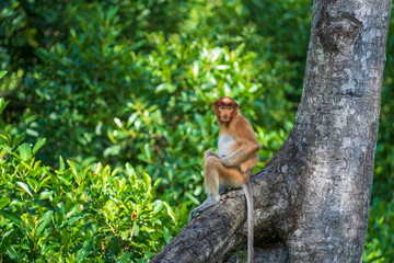 Family of wild Proboscis monkey or Nasalis larvatus, in the rainforest of island Borneo, Malaysia, close up