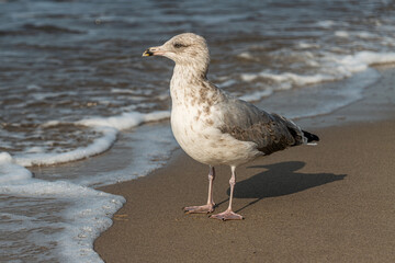 Möve blickt auf das Meer