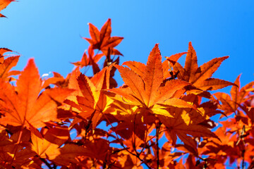 Vivid red and orange leaves of Acer platanoides or Norway maple tree, towards clear blue sky in a garden during a sunny autumn day, beautiful outdoor background photographed with soft focus.