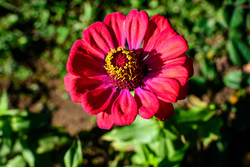 Close up of one beautiful large pink zinnia flower in full bloom on blurred green background, photographed with soft focus in a garden in a sunny summer day.