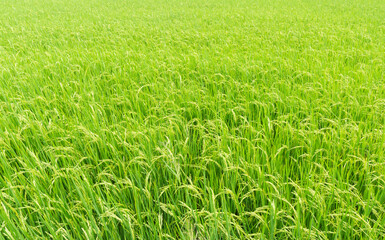 Beautiful Organic green paddy field in Thailand.
