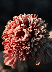 Orange flower covered with frost. Light autumn background. Natural beauty