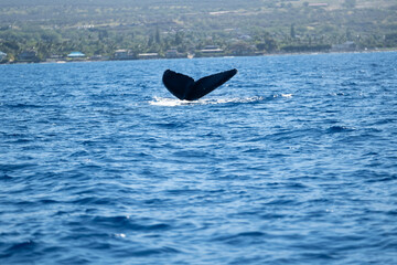 a whale tail fin in the water