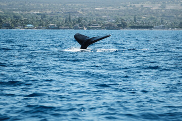 Fototapeta premium a whale tail fin in the water