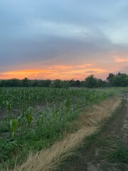 Fototapeta premium sunset over the field