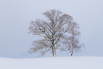 Schneebedeckt