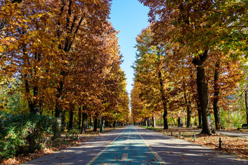 Obraz premium Landscape with large green trees and long walking alley in Herastrau Park in Bucharest, Romania, in a sunny autumn day.