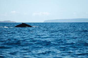 Fototapeta premium a whale in the ocean